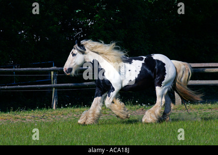 Galoppierendes Pferd irish Tinker - irish Tinker-Stute (Equus Przewalskii F. Caballus) Stockfoto