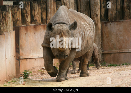 Weibliche schwarze Nashorn Rhinoceros in Gefangenschaft mit kleinen Baby Nashorn hinter ihr in Paignton Zoo Devon England UK Stockfoto