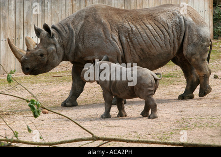Weibliche schwarze Nashorn Rhinoceros in Gefangenschaft mit kleinen Baby Nashorn neben ihr in Paignton Zoo Devon England UK Stockfoto