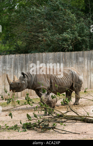 Weibliche schwarze Nashorn Rhinoceros in Gefangenschaft mit kleinen Baby Nashorn neben ihr in Paignton Zoo Devon England UK Stockfoto