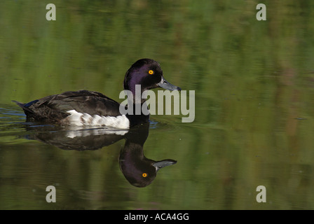 Tufted Ducks (Aythya Fuligula), Männlich Stockfoto