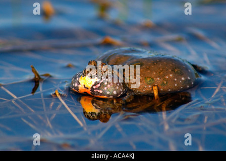 Ruft Europäische Feuer-bellied Toad (Geburtshelferkröte Geburtshelferkröte) Stockfoto