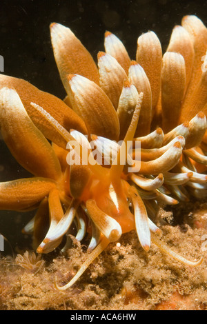 Aeolid Nacktschnecken (Phyllodesmium Kabiranum) Stockfoto