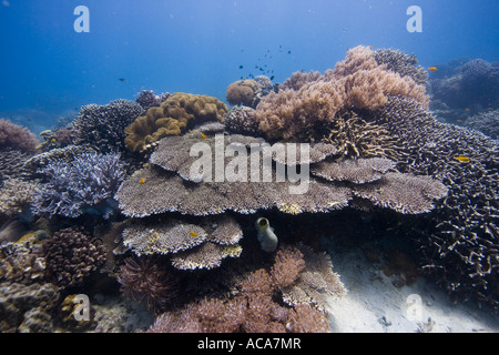 Überdachte Korallenriff mit weich und Steinkorallen, Philippinen, Pazifik Stockfoto