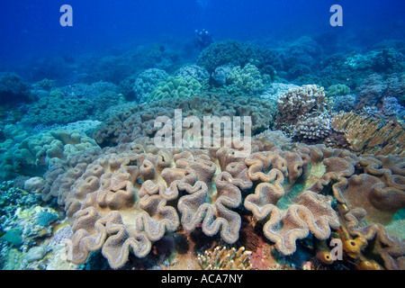 Welle bedeckt mit Pilz Weichkorallen, Sarcophyton Trochelioporum, Philippinen, Pazifischen Ozean Stockfoto