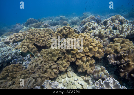 Welle bedeckt mit Pilz Weichkorallen, Sarcophyton Trochelioporum, Philippinen, Pazifischen Ozean Stockfoto