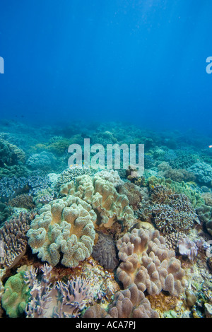 Welle bedeckt mit Pilz Weichkorallen, Sarcophyton Trochelioporum, Philippinen, Pazifischen Ozean Stockfoto