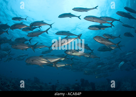 Großaugen-Buchsen Caranx Sexfasciatus, Malediven, Indischer Ozean Stockfoto