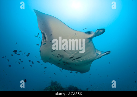 Mantarochen (Manta Birostris), Malediven, Indischer Ozean Stockfoto