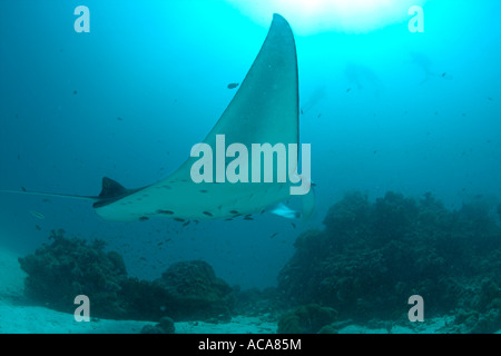 Mantarochen (Manta Birostris), Malediven, Indischer Ozean Stockfoto