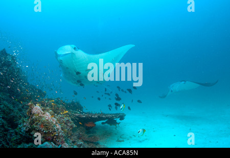 Mantarochen (Manta Birostris), Malediven, Indischer Ozean Stockfoto