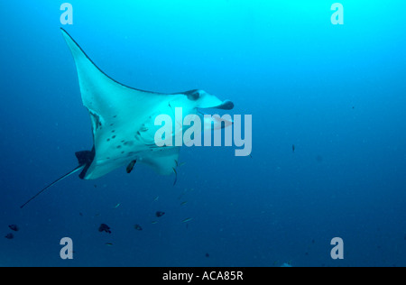 Mantarochen (Manta Birostris), Malediven, Indischer Ozean Stockfoto