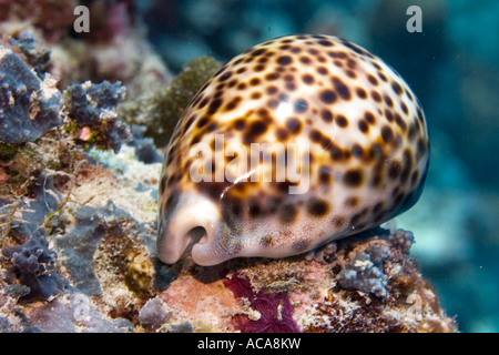 Tiger Kauri (Cypraea Tigris) Stockfoto