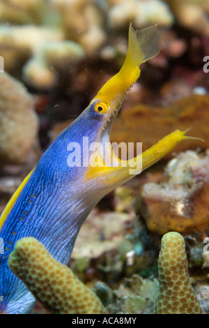 Multifunktionsleiste Aal (Rhinomuraena Quaesita) Stockfoto