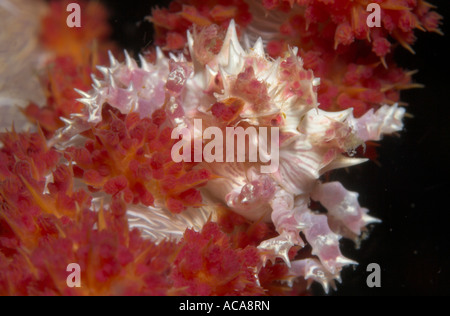 Weiche Korallen Krabbe (Hoplophrys Oatesii) Stockfoto