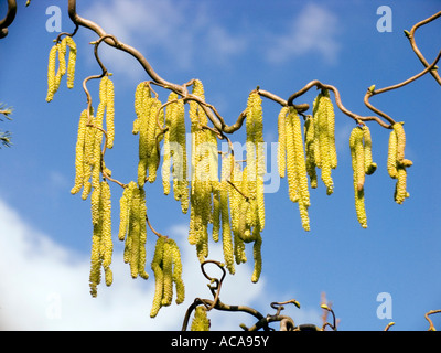 Korkenzieher-Hasel (Corylus Avellana Contorta), Zweig mit Blüten Stockfoto