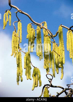 Korkenzieher-Hasel (Corylus Avellana Contorta), Zweig mit Blüten Stockfoto