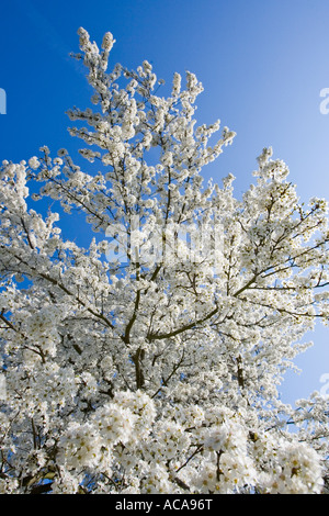 Kirschblüten im Frühling Stockfoto