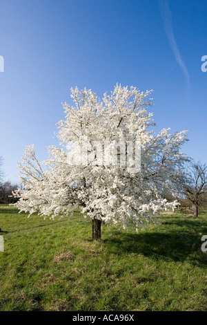 Kirschblüten im Frühling Stockfoto