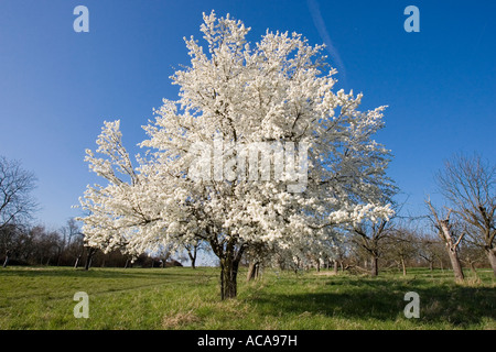 Kirschblüten im Frühling Stockfoto