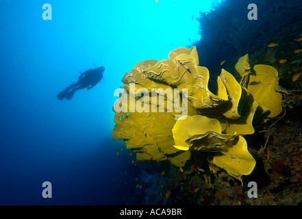 Taucher schwimmen hinter einem Elefanten-Ohr-Schwamm (Ianthella Basta), Philippinen Stockfoto