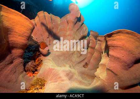 Elephant Ear Sponge (Ianthella Basta), Philippinen Stockfoto