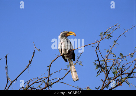 Southern Yellow Billed Hornbill Nxai Pan Nationalpark Botswana Stockfoto