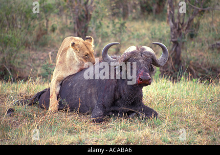 Lion Erwachsenfrauen Angriff auf einen erwachsenen männlichen Kaffernbüffel Maasai Mara Reserve Kenia Afrika Stockfoto