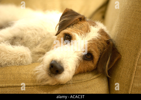 Hund auf sofa Stockfoto
