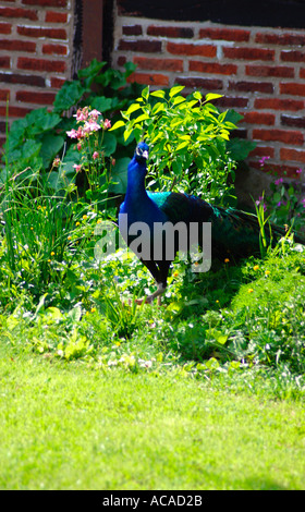 Pfau im Garten Stockfoto