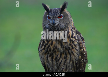 Eurasische Adler-Eule (Bubo Bubo) Stockfoto