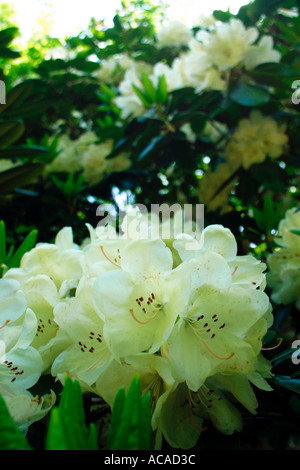 Weiße Rhododendron Blüten Schloss Sofiero. Scania, Schweden, Europa Stockfoto