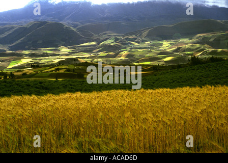 Weizenfelder und Patchwork gemustert Landschaft am Fuße des Berg Chimborazo Ecuador Südamerika Stockfoto