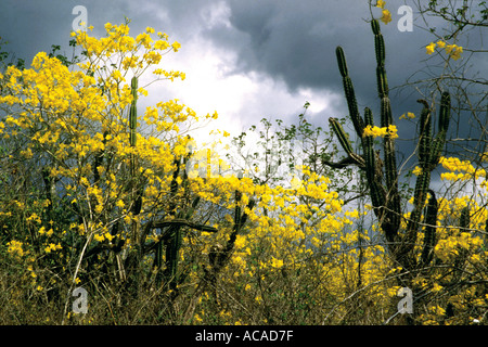 Gelbe Guayacan Tabebuia Chrysantha Bäume in voller Blüte mit Kandelaber Kaktus Cereus Cartwrightianus Ecuador Südamerika-Landschaft Stockfoto