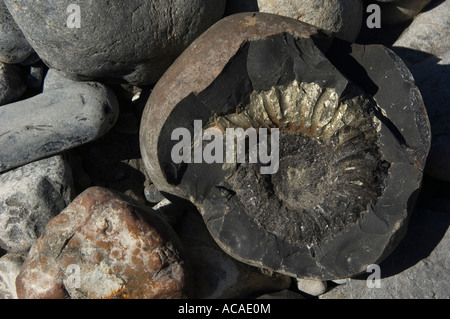 Saligram Ammonit Fossile gefunden in das Flussbett des Flusses Kali Ghandaki Stockfoto