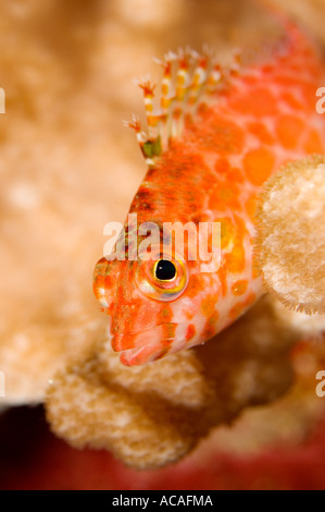 Pixie Hawkfish Cirrhitichthys Oxycephalus Yap Mikronesien Pazifischen Ozean Stockfoto