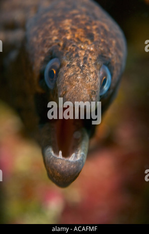 Juvenile maskierte Muräne Gymnothorax Breedeni Yap Mikronesien Pazifischen Ozean Stockfoto