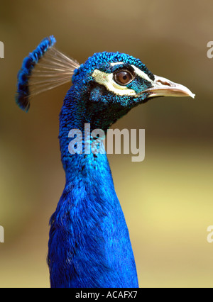 Pfau Stockfoto
