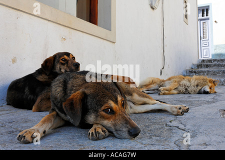 Hunde vor einem Haus in Santorin in der Ägäis, Griechenland Stockfoto