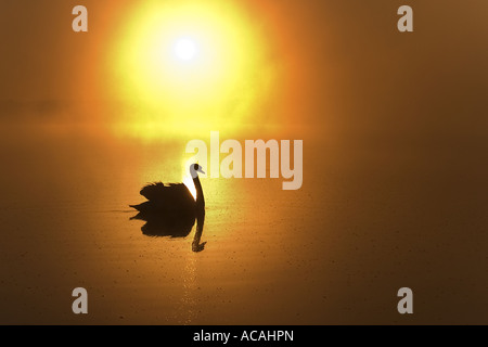 Höckerschwan (Cygnus Olor), sunrise Stockfoto