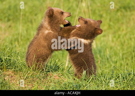 Europäischer Braunbär Cub, spielen (Ursus Arctos) Stockfoto