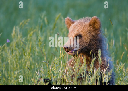 Europäischer Braunbär Cub in hohen Gräsern (Ursus Arctos) ist einen Schmetterling beobachten. Stockfoto