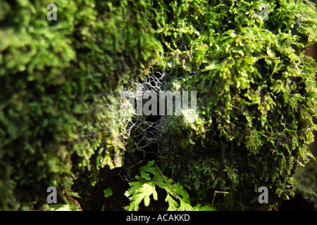 Spider Loch in Moss Stockfoto