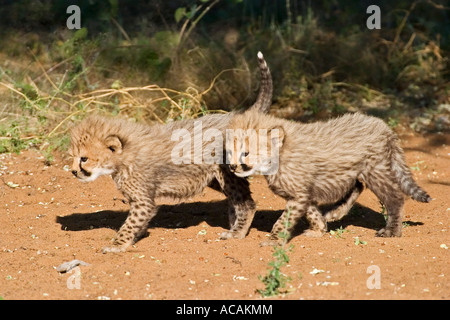 Tassen Gepard (Acinonyx Jubatus), Namibia, Afrika Stockfoto