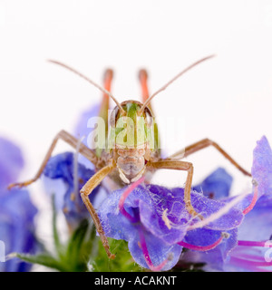 Streifen-geflügelte Heuschrecke (Stenobothrus Lineatus) Stockfoto