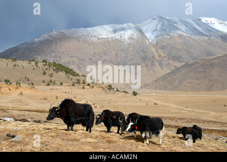 Yaks vor der Wald aus Wacholder Juniperus Altbaumbestand und Schnee bedeckt Berge Reting Kloster Tibet China Stockfoto