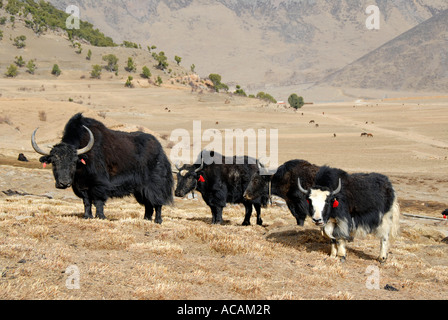 Yaks vor der Wald der alten Wacholder Juniperus Reting Kloster Tibet China Stockfoto