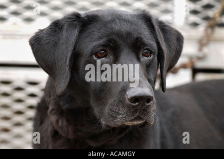Porträt von Alert schwarzen Labrador Retriever auf Rückseite Jagd Mariposa Ranch Texas Rig Stockfoto