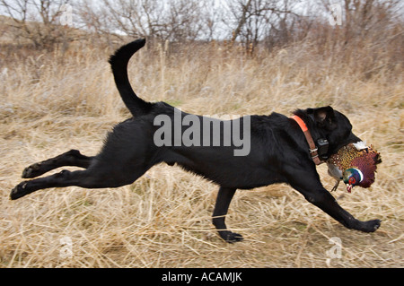 Junge schwarze Labrador Retriever Abrufen von Hahn Ringneck Fasan Scattergun Lodge South Dakota Stockfoto