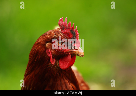 Huhn (Gallus Gallus Domesticus) Stockfoto